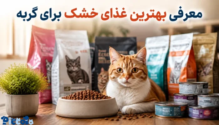 بهترین غذای خشک برای گربه ها