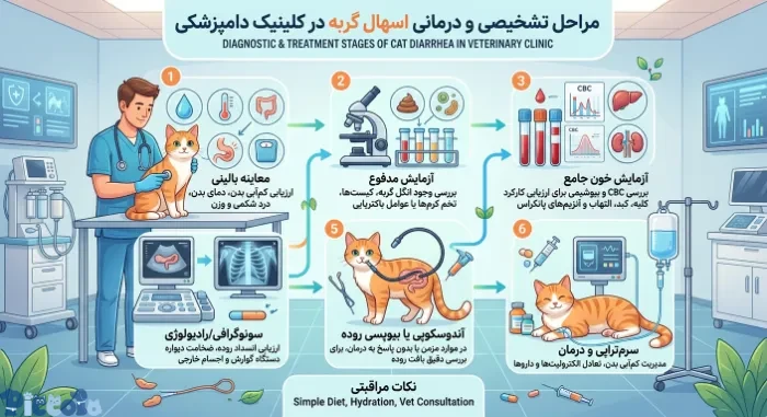 مراجعه به دامپزشک برای درمان اسهال گربه