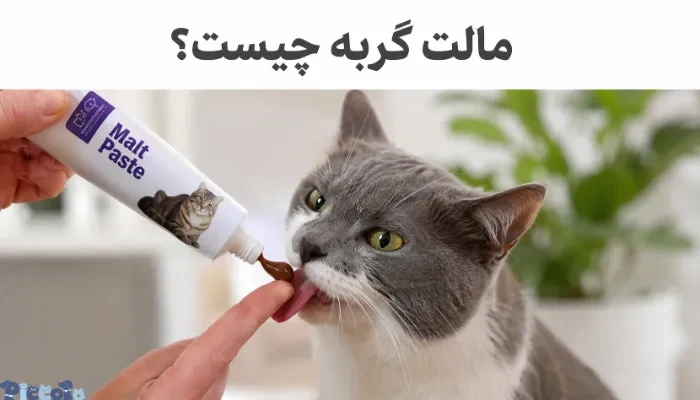 مالت گربه