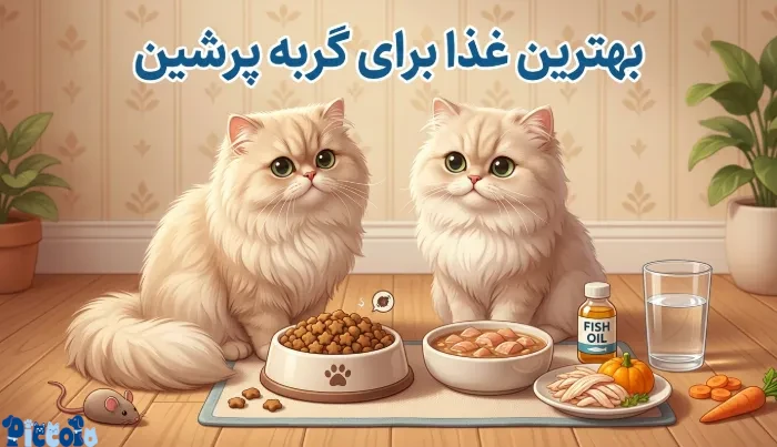 بهترین غذا برای گربه پرشین